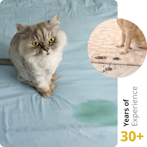 Pet Stain & Odor Removal